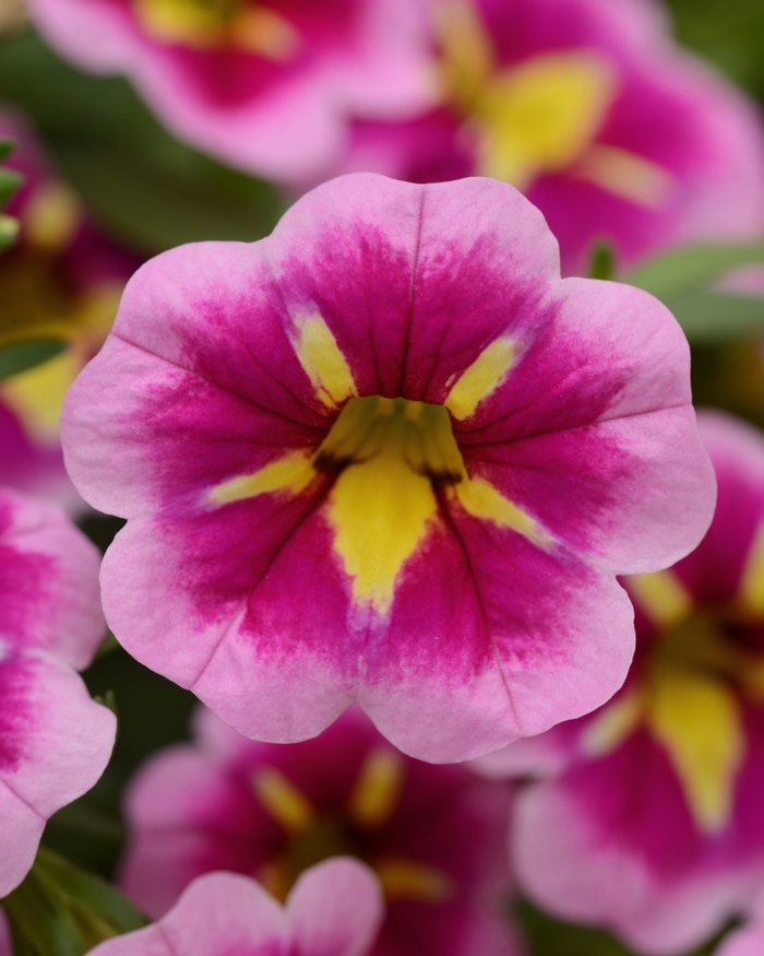 Bumble Bee™ 'Pink' - Calibrachoa (Mini Petunia)