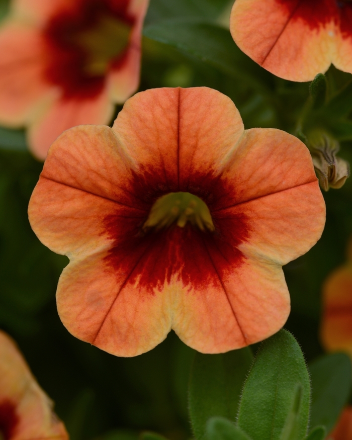 Conga™ Sunset Kiss Mini Petunia - Calibrachoa hybrida Conga™ Sunset Kiss Mini Petunia - Calibrachoa hybrida