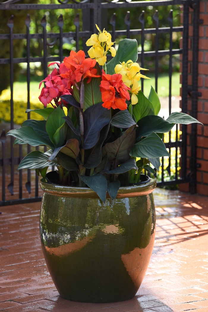 Canna - Canna x generalis 'Cannova® Bronze Orange'