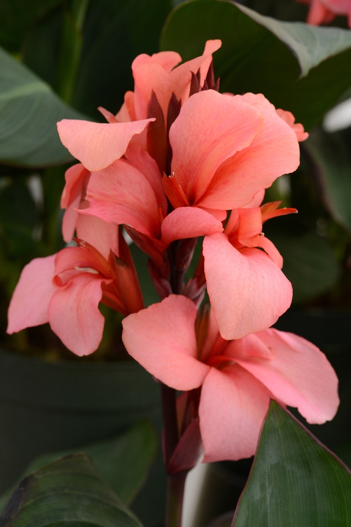 Canna - Canna x generalis 'Mango' Canna - Canna x generalis 'Mango'