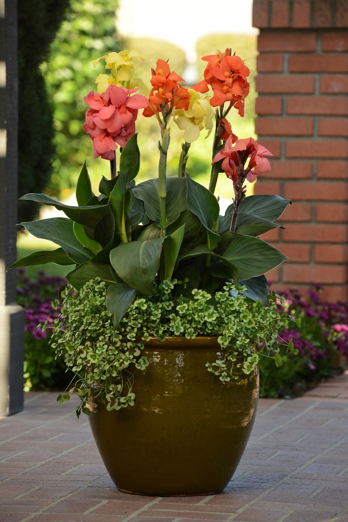 Canna - Canna x generalis 'Cannova® Orange Shades' Canna - Canna x generalis 'Cannova® Orange Shades'