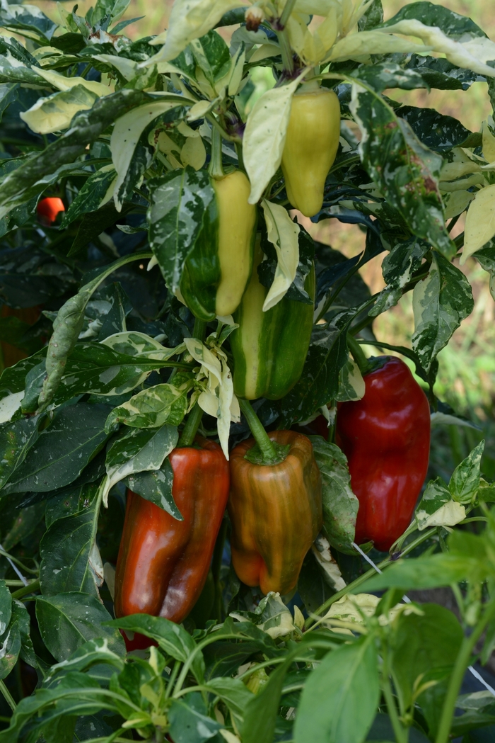 Pepper, Sweet Bell - Capsicum annuum 'Candy Cane Red'