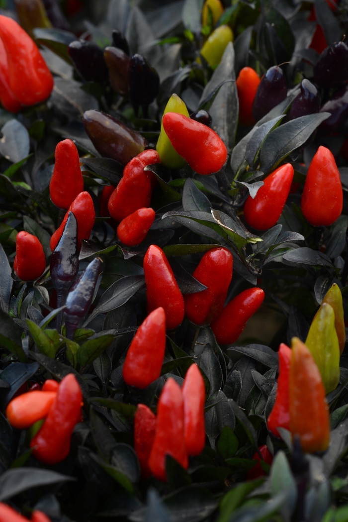 Ornamental Pepper - Capsicum annuum 'Midnight Fire'