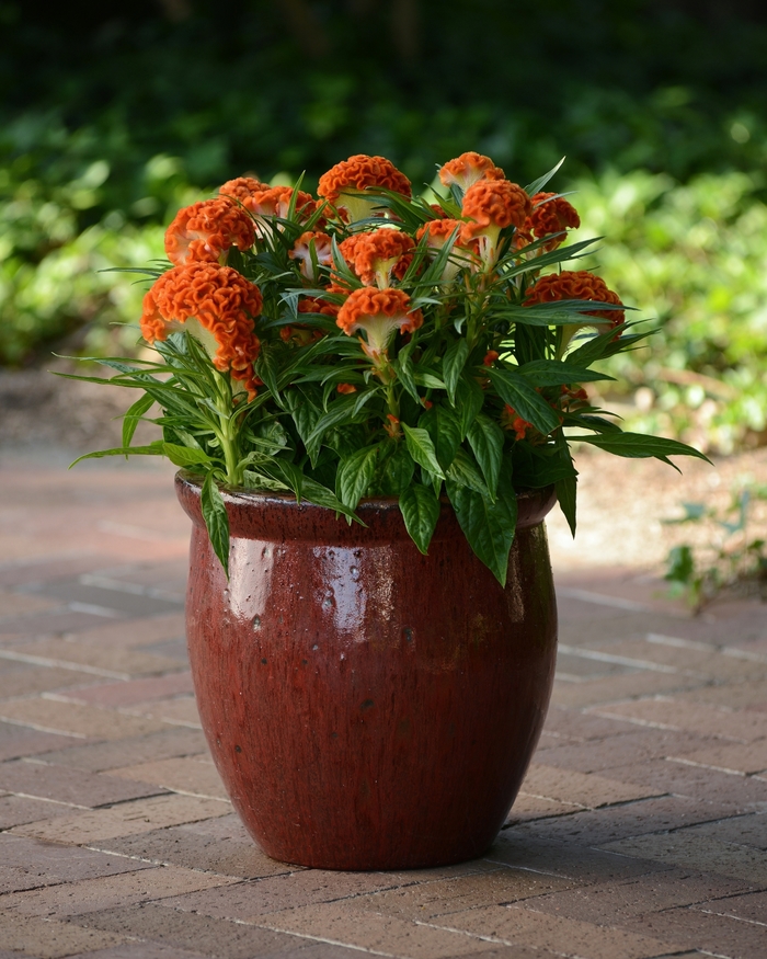 Celosia - Celosia cristata 'Twisted Orange'