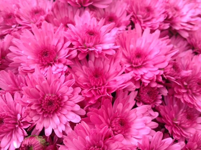 Jazzberry Pink - Chrysanthemum x morifolium Jazzberry Pink - Chrysanthemum x morifolium