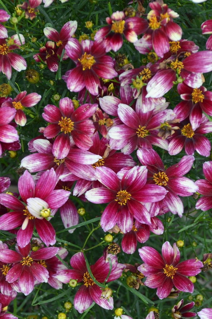 Tickweed - Coreopsis verticillata Sizzle & Spice® 'Zesty Zinger' 