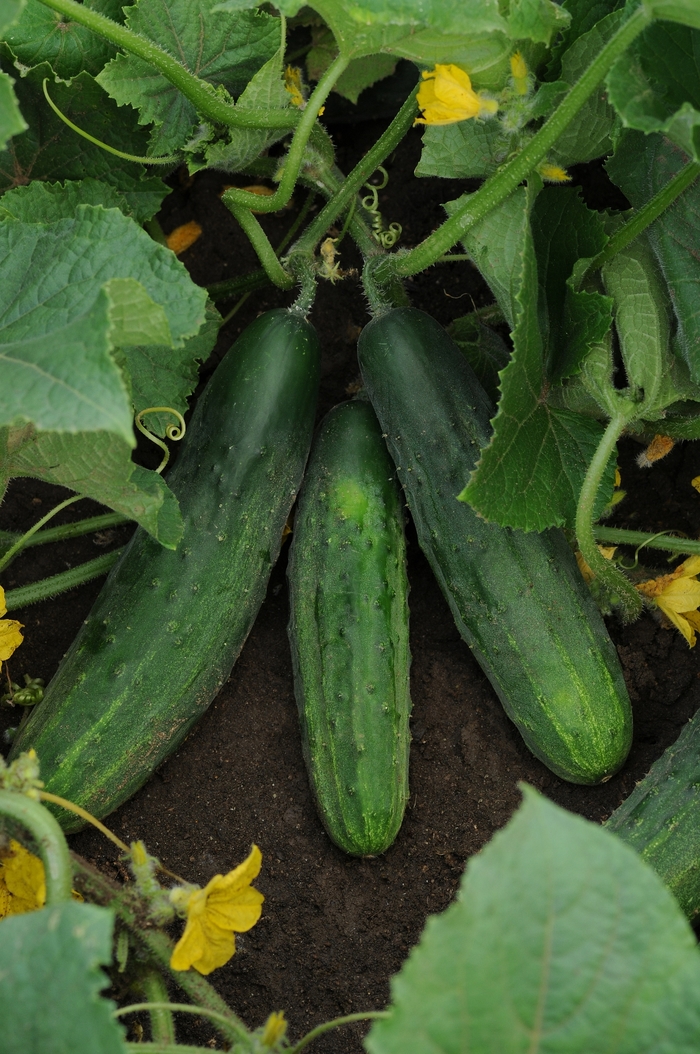 Cucumber - Cucumis sativus 'Patio Snacker'