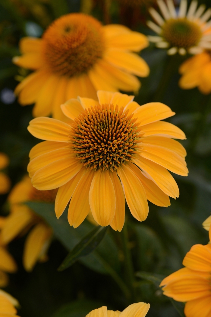 Coneflower - Echinacea x hybrida 'Sombrero® Granada Gold'