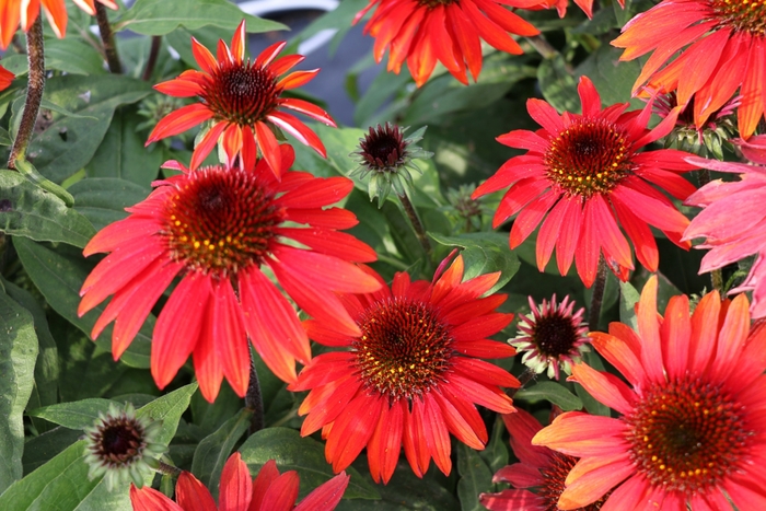 Coneflower - Echinacea x hybrida 'Sombrero® Sangrita'