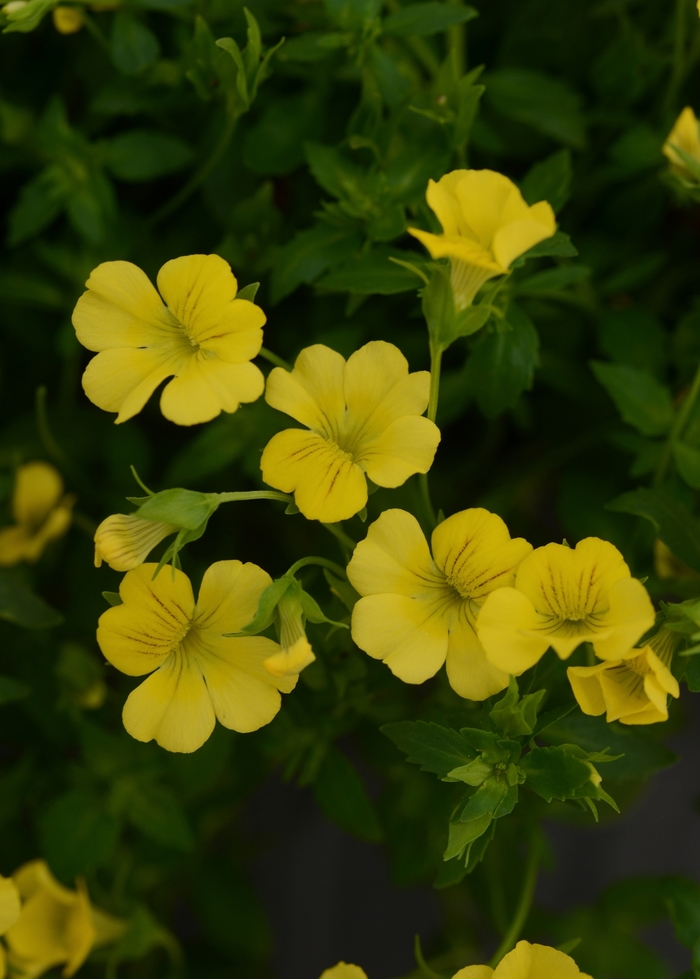 Mecardonia - Mecardonia hybrida Little Sunshine Mecardonia - Mecardonia hybrida Little Sunshine