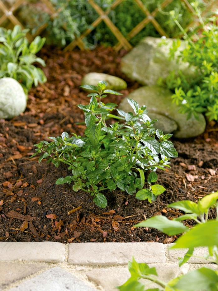 Mint - Mentha x piperita ' Chocolate' Mint - Mentha x piperita ' Chocolate'