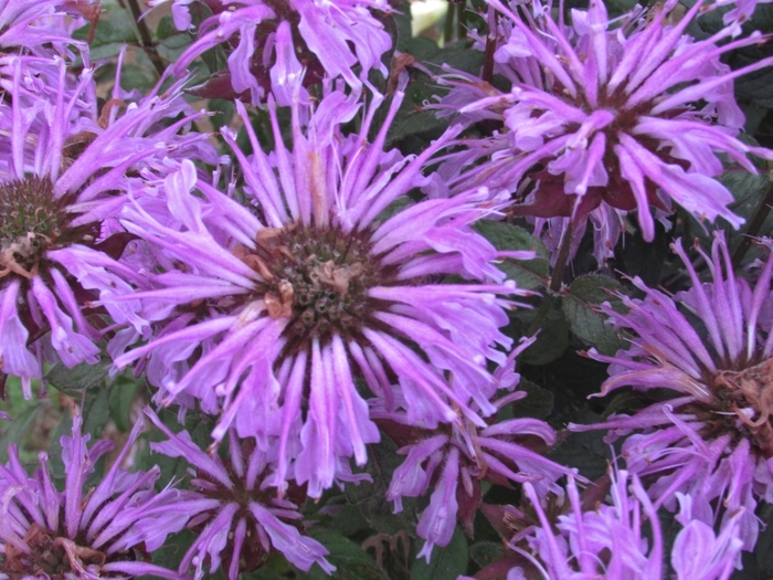 Bee Balm - Monarda didyma 'Sugar Buzz® Blue Moon'