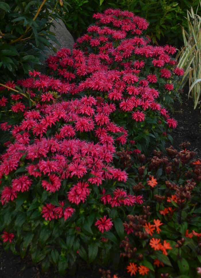 Bee Balm - Monarda didyma 'Sugar Buzz® Cherry Pops'