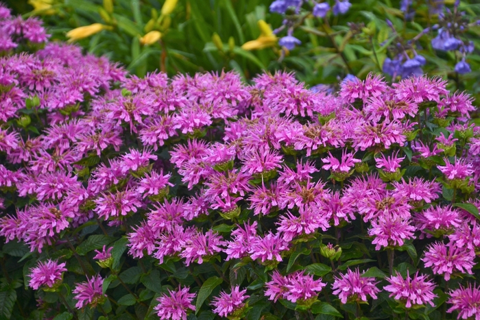 Bee Balm - Monarda didyma 'Sugar Buzz® Lilac Lollipop' Bee Balm - Monarda didyma 'Sugar Buzz® Lilac Lollipop'
