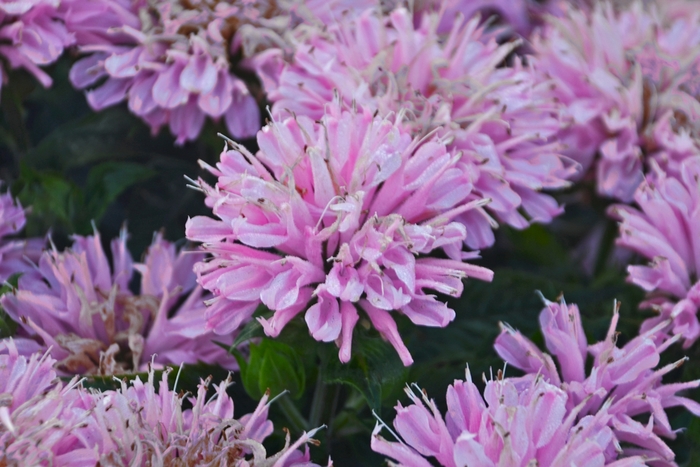 Bee Balm - Monarda didyma 'Sugar Buzz® Pink Frosting'