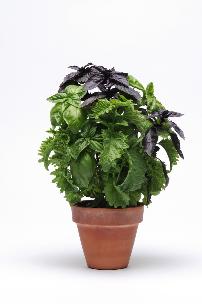 Basil - Ocimum basilicum 'Try'