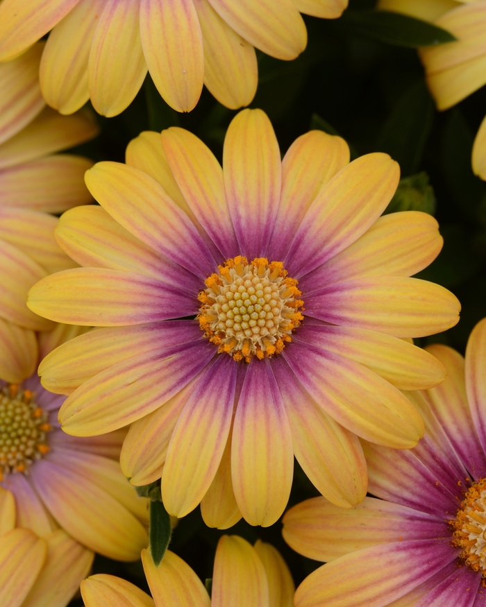 Osteospermum - Osteospermum ecklonis 'Blushing Beauty' 