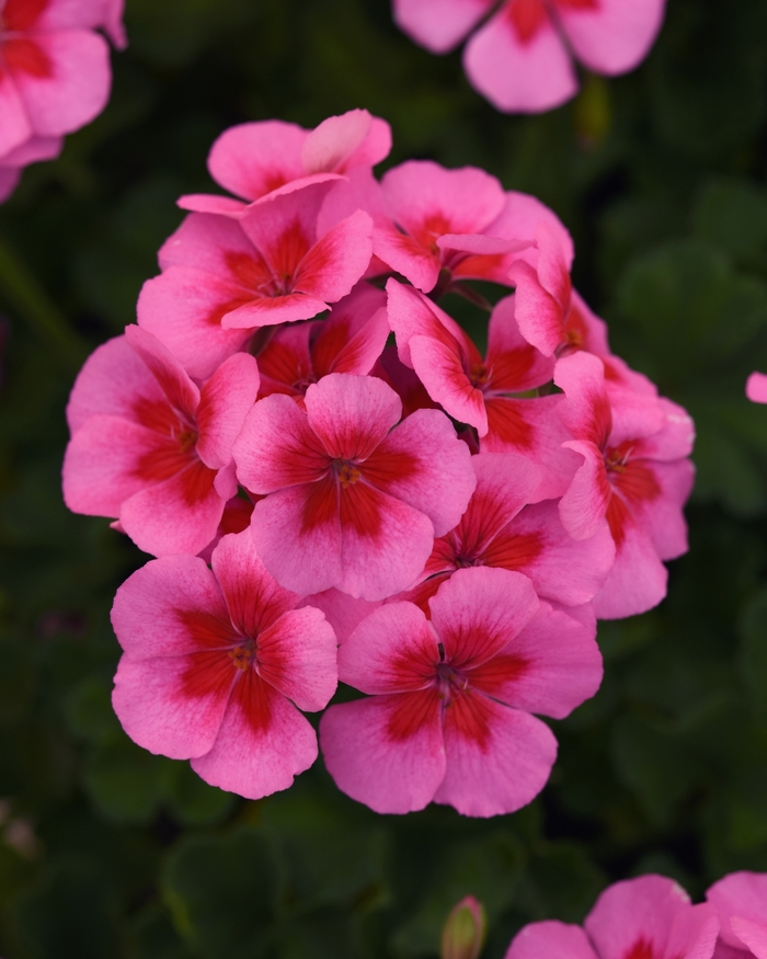 Geranium, Zonal - Pelargonium x hortorum Sunrise™ Pink+Big Eye Geranium, Zonal - Pelargonium x hortorum Sunrise™ Pink+Big Eye