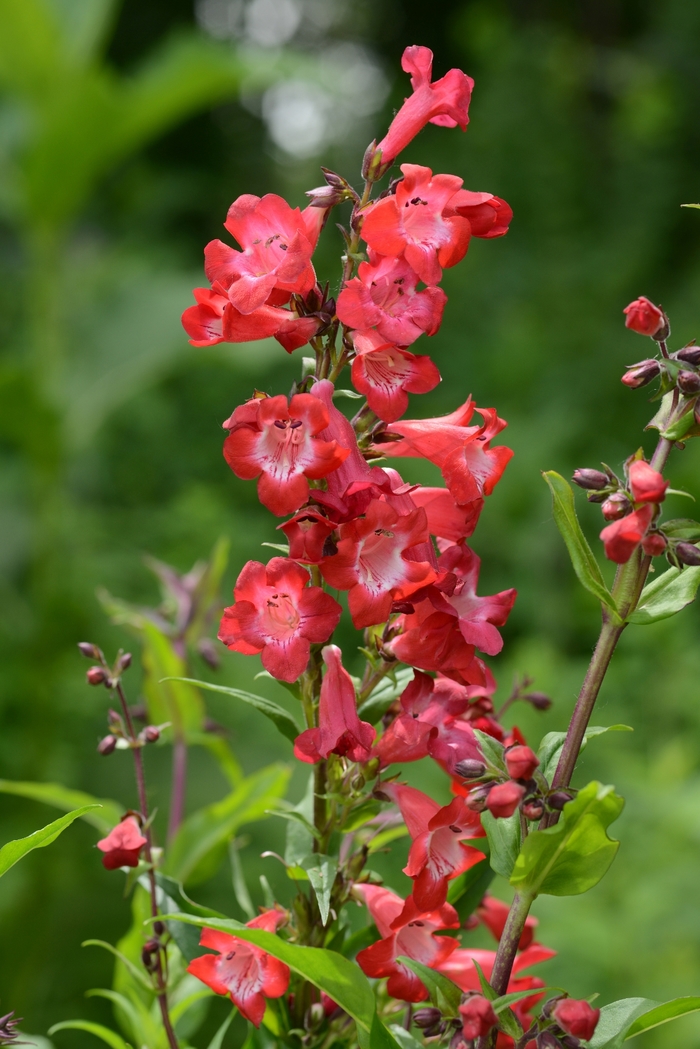 Beardtongue - Penstemon 'Cherry Sparks'