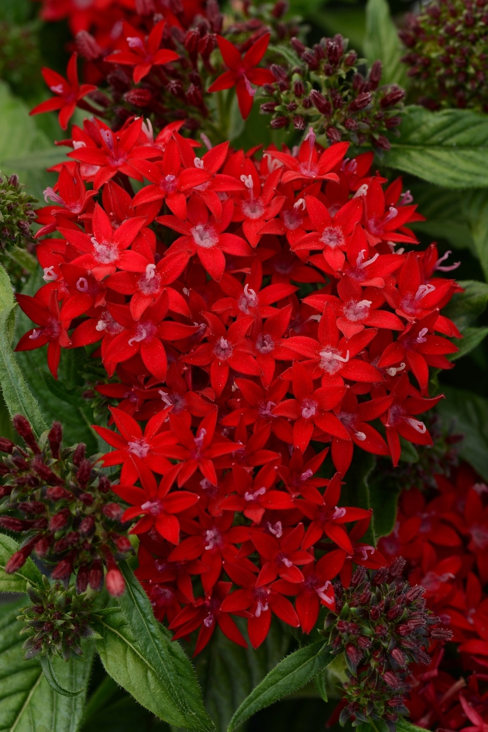 Lucky Star™ Dark Red Egyptian Starcluster, Pentas, Starflower - Pentas lanceolata Lucky Star™ Dark Red Egyptian Starcluster, Pentas, Starflower - Pentas lanceolata