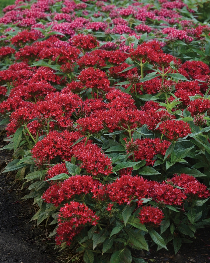 Lucky Star&trade; Dark Red - Pentas