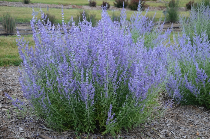 Russian Sage - Perovskia atriplicifolia 'Blue Jean Baby' 