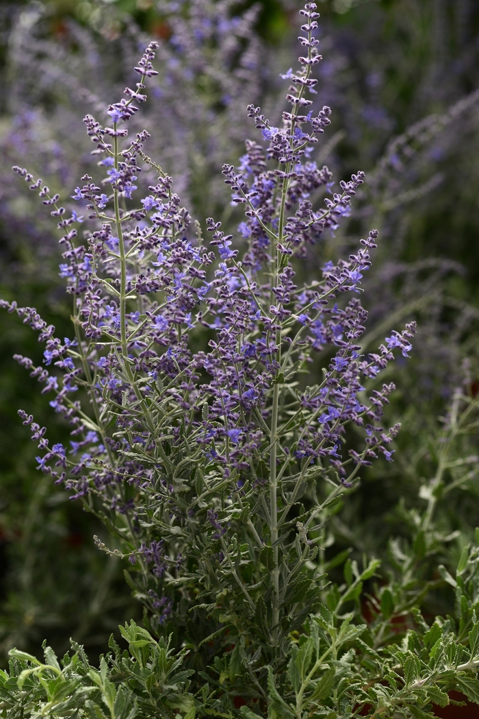 Russian Sage - Perovskia atriplicifolia 'Blue Steel' Russian Sage - Perovskia atriplicifolia 'Blue Steel'
