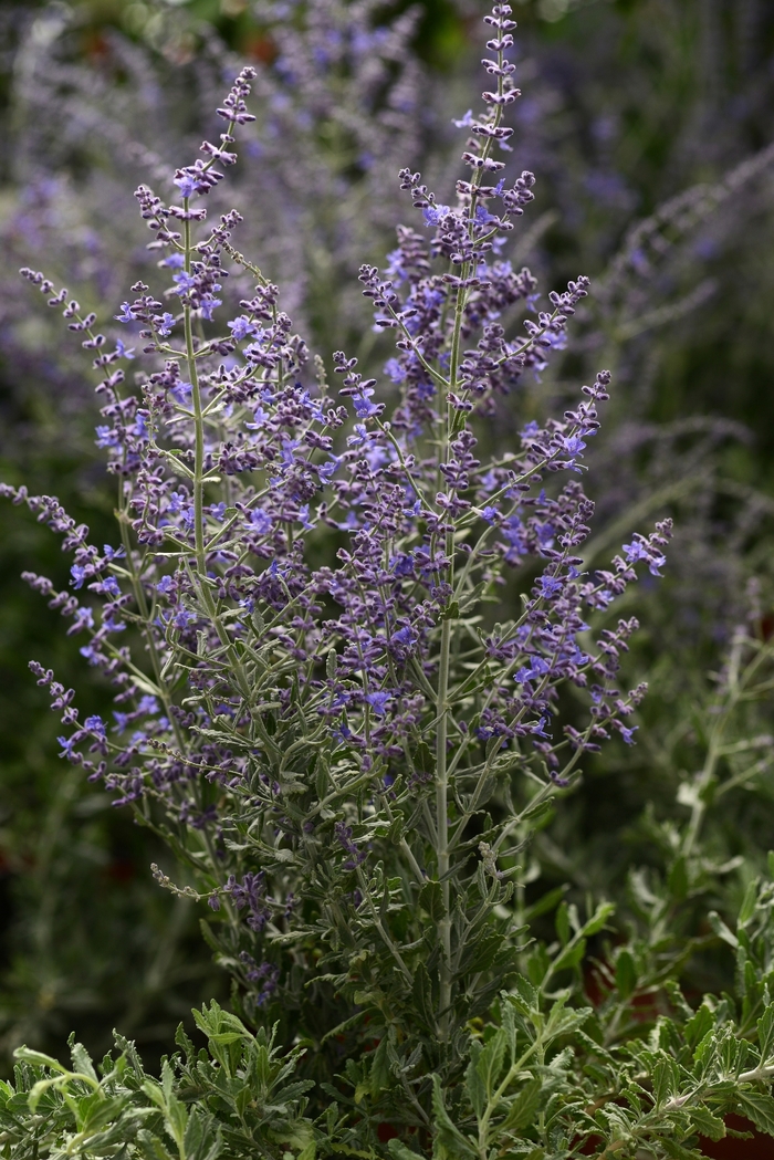 Russian Sage - Perovskia atriplicifolia 'Blue Steel'