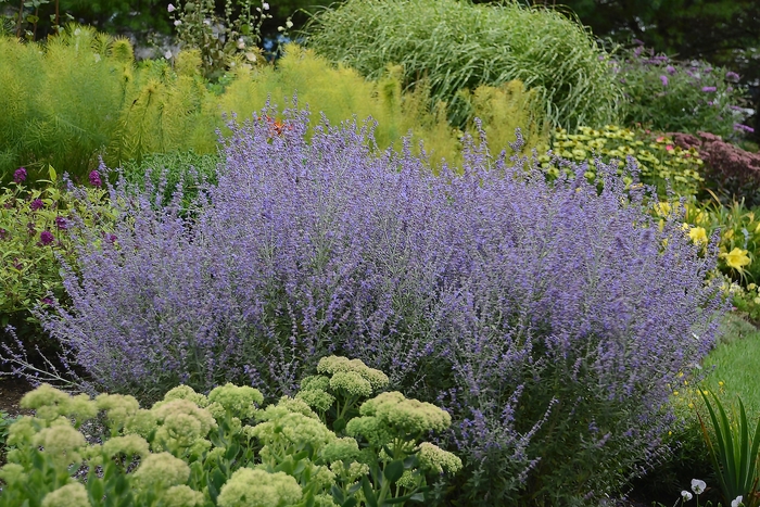 Russian Sage - Perovskia atriplicifolia 'Rocketman' Russian Sage - Perovskia atriplicifolia 'Rocketman'