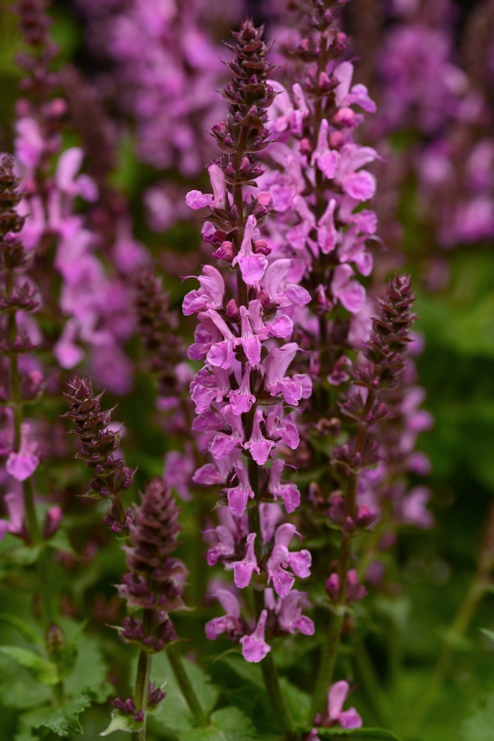 Meadow Sage - Salvia nemorosa 'Rose Marvel'