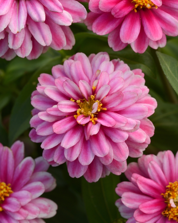 Zinnia - Zinnia marylandica 'Verbena Empress Flair Red' Zinnia - Zinnia marylandica 'Verbena Empress Flair Red'