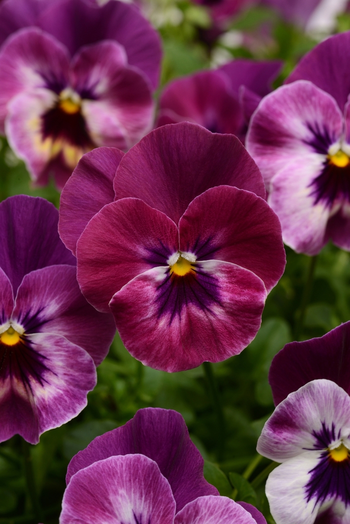 Pansy - Viola x wittrockiana Cool Wave® Raspberry