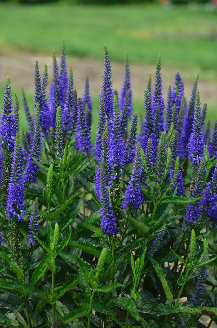Speedwell - Veronica longifolia 'Royal Rembrandt' Speedwell - Veronica longifolia 'Royal Rembrandt'