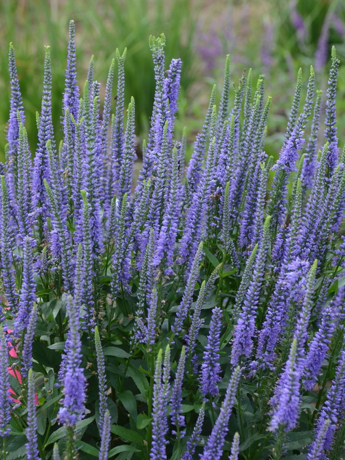 Speedwell - Veronica longifolia 'Blue Skywalker'