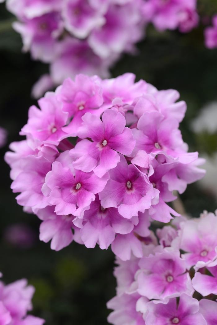 Verbena - Verbena peruviana EnduraScape™ 'Pink Bicolor'