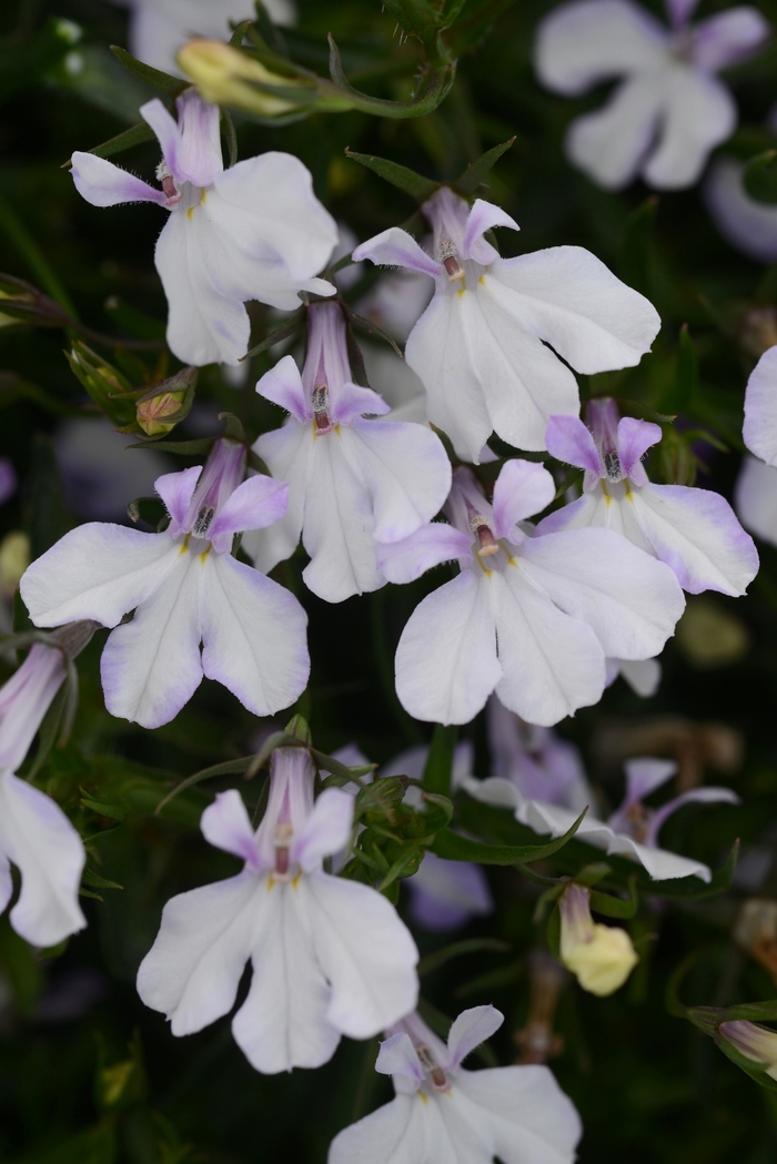 Waterfall™ White Blush Lobelia - Lobelia erinus