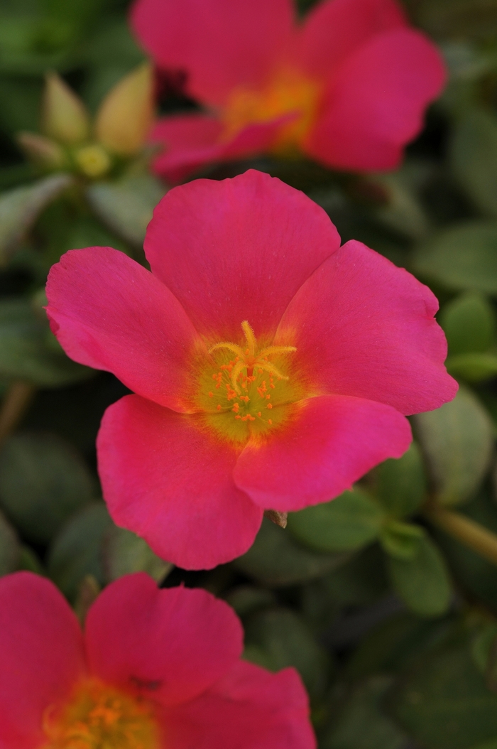 Portulaca - Portulaca oleracea 'Rio Grande Magenta'