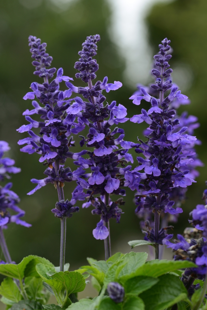 Salvia - Salvia longispicata x farinacea 'Mysty'