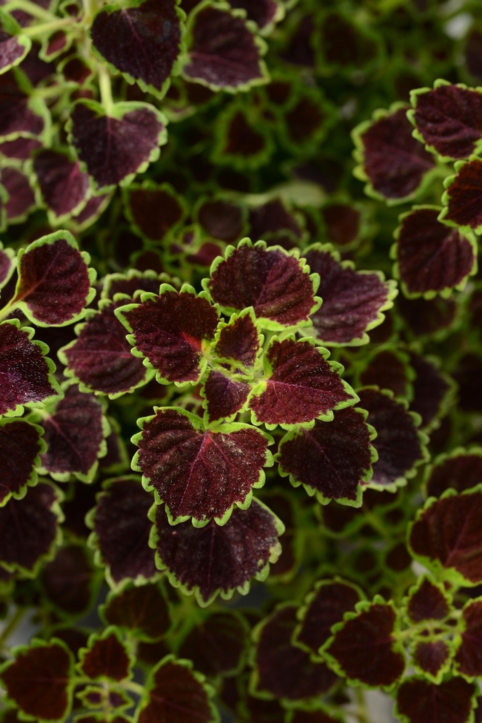 Coleus - Solenostemon scutellarioides 'Burgundy Wedding Train' Coleus - Solenostemon scutellarioides 'Burgundy Wedding Train'