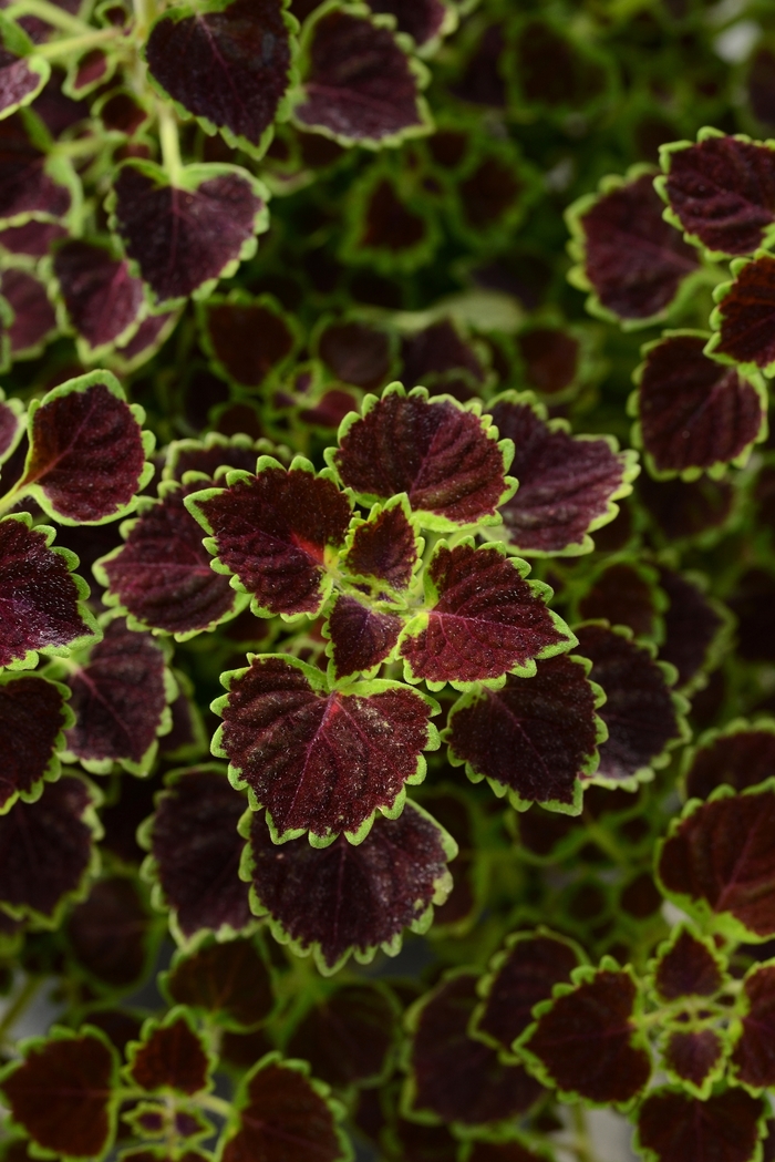 Coleus - Solenostemon scutellarioides 'Burgundy Wedding Train'