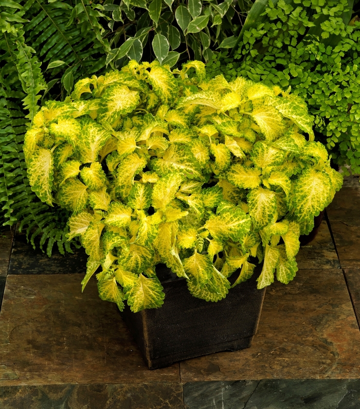 Coleus - Solenostemon scutellarioides 'Lime Time' Coleus - Solenostemon scutellarioides 'Lime Time'