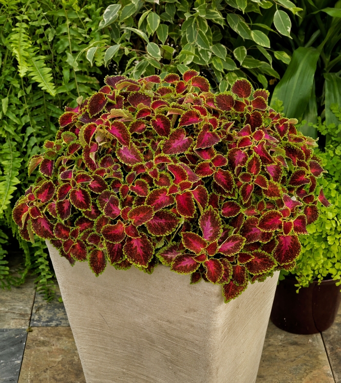 Coleus - Solenostemon scutellarioides 'Party Time Pink Berry' Coleus - Solenostemon scutellarioides 'Party Time Pink Berry'