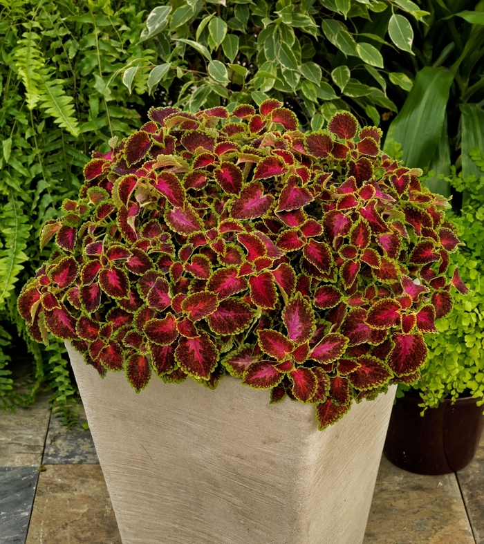 Coleus - Solenostemon scutellarioides 'Party Time Pink Berry'