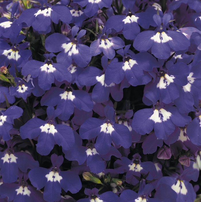 Lobelia - Lobelia erinus 'Riviera Blue Eyes' Lobelia - Lobelia erinus 'Riviera Blue Eyes'