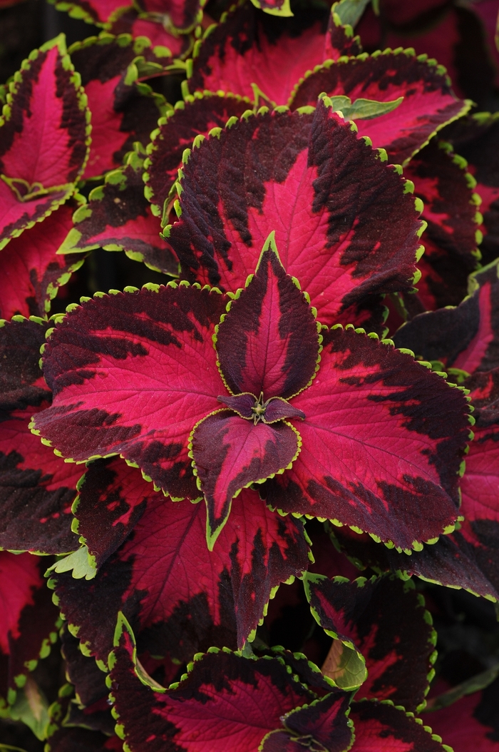 Coleus - Solenostemon scutellarioides 'Premium Sun Chocolate Covered Cherry' Coleus - Solenostemon scutellarioides 'Premium Sun Chocolate Covered Cherry'
