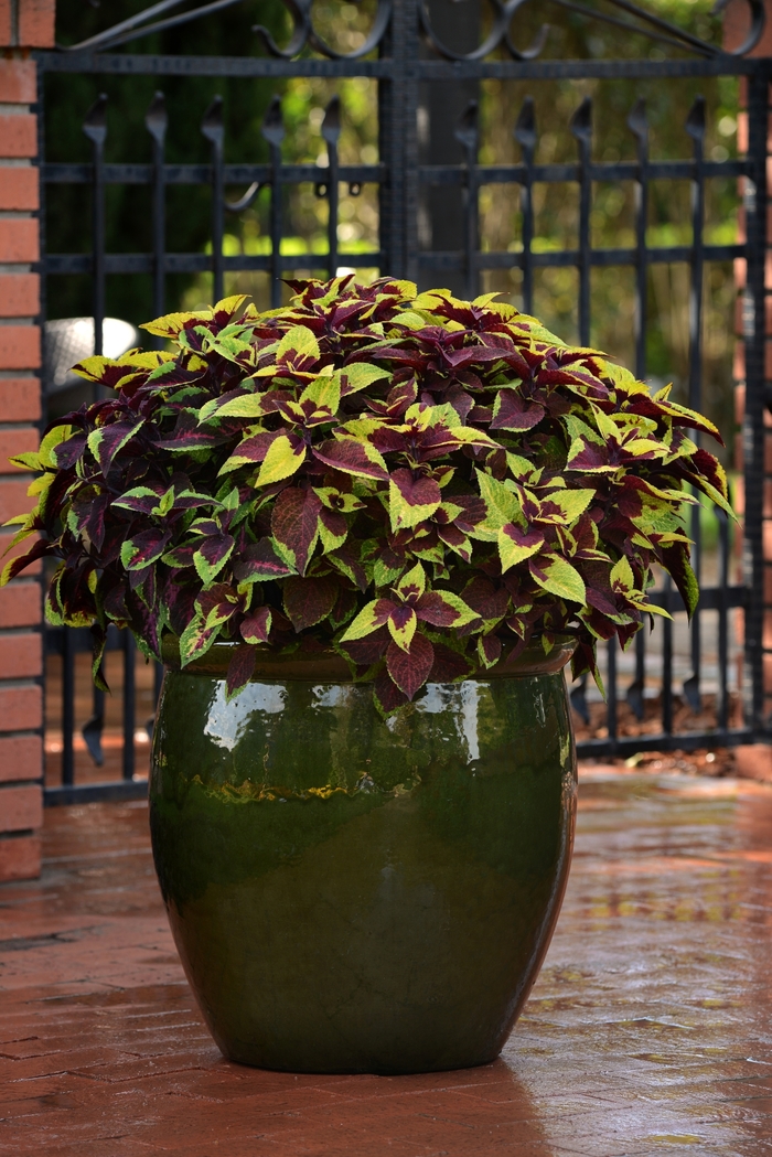 Coleus - Solenostemon scutellarioides 'Premium Sun Pineapple Surprise' Coleus - Solenostemon scutellarioides 'Premium Sun Pineapple Surprise'