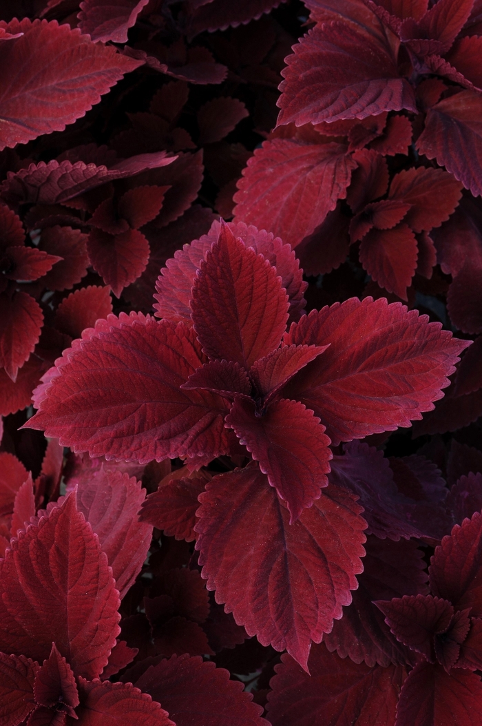 Coleus - Solenostemon scutellarioides 'Redhead'