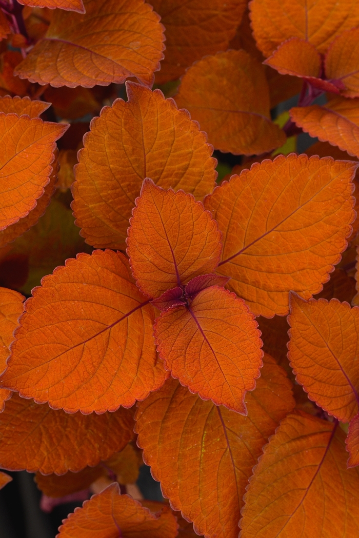 Coleus - Solenostemon scutellarioides 'Campfire'