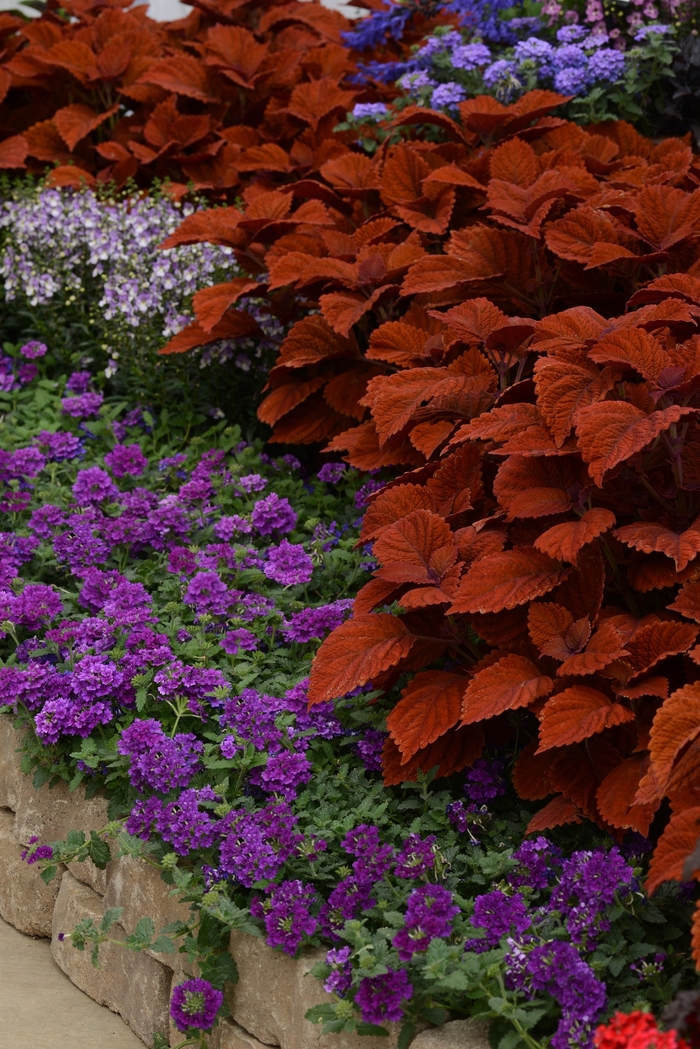 Coleus - Solenostemon scutellarioides 'Inferno' Coleus - Solenostemon scutellarioides 'Inferno'
