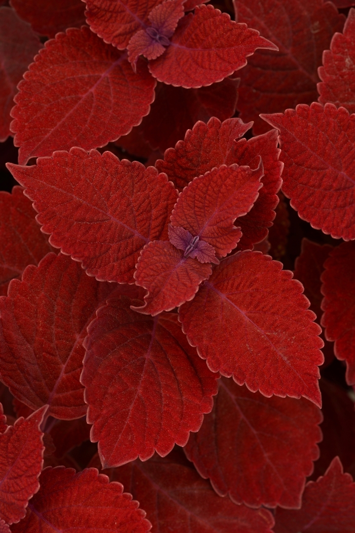 Coleus - Solenostemon scutellarioides 'Ruby Slipper'